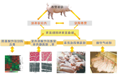 提高母猪繁殖性能关键营养技术.jpg