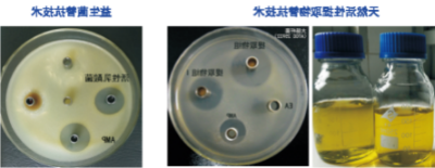 绿色安全替抗技术.jpg